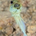 jawfish_yellowhead_dd_fc_v_0442_tci1646.jpg